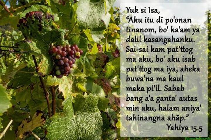 “Aku itu dī po'onan tinanom, bo' ka'am ya dalil kasangahanku. Sai-sai kam pat'ttog ma aku, bo' aku isab pat'ttog ma iya, aheka buwa'na ma kaul maka pi'il. Sabab bang a'a ganta' autas min aku, halam aniya' tahinangna ahāp.” Yahiya 15.5 “Aku itu dī po'onan tinanom, bo' ka'am ya dalil kasangahanku. Sai-sai kam pat'ttog ma aku, bo' aku isab pat'ttog ma iya, aheka buwa'na ma kaul maka pi'il. Sabab bang a'a ganta' autas min aku, halam aniya' tahinangna ahāp.” Yahiya 15.5